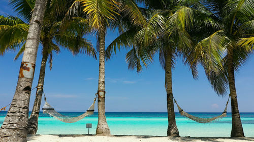 Palm trees by sea against sky