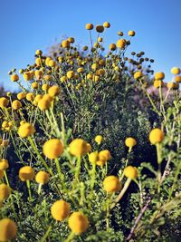 Close-up of yellow flowering plants on field