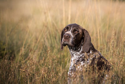 Close-up of a dog looking away