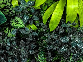 Full frame shot of green tree