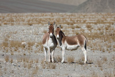 Two donkeys standing on field