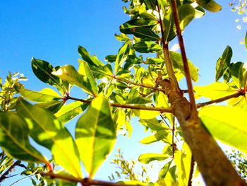 Low angle view of tree against clear blue sky