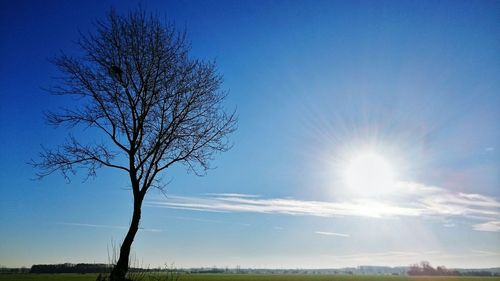 Low angle view of tree against sky during sunset