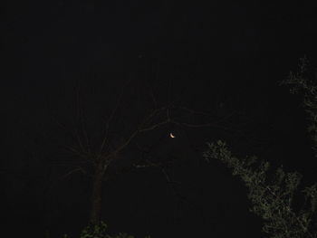 Low angle view of silhouette trees against sky at night