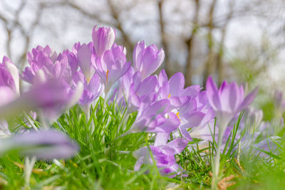 Close-up of pink crocus flowers on field