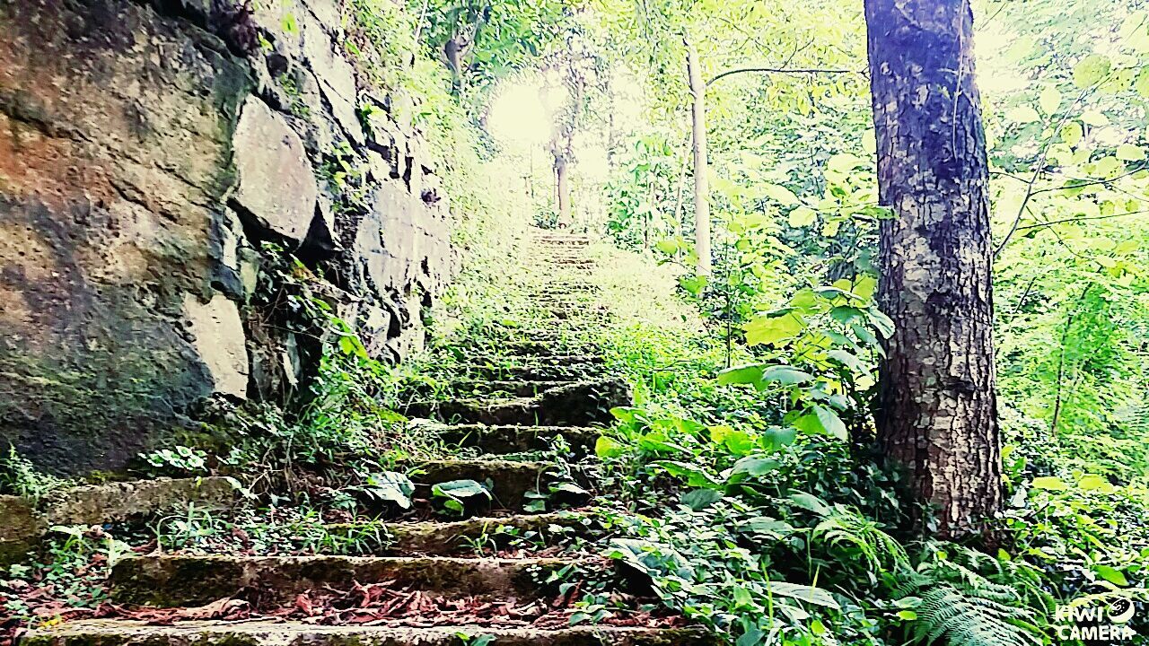 growth, plant, tree, the way forward, green color, built structure, nature, tree trunk, architecture, wall - building feature, narrow, forest, footpath, steps, outdoors, day, ivy, tranquility, no people, pathway
