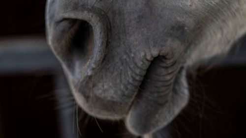 Close-up of horse