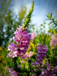 Close-up of fresh purple flowers against sky