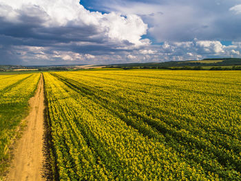Scenic view of agricultural field against sky