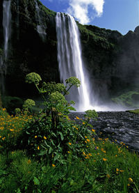 The waterfall seljalandsfoss in south iceland