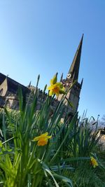 Low angle view of plants against clear blue sky