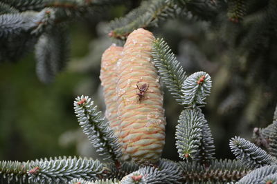 Close-up of cactus growing on tree