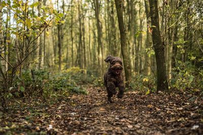 Close-up of dog running in forest