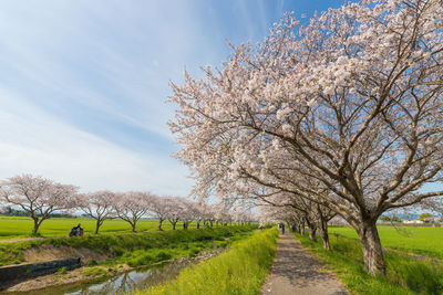 Cherry blossom trees along the river 
 kusaba river, chikuzen town, fukuoka prefecture