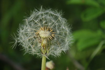 Close-up of dandelion flower