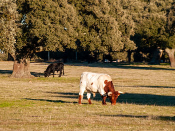 Horses grazing in a field