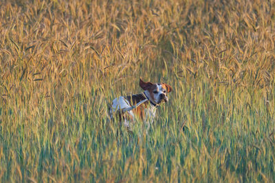 Dog running in field