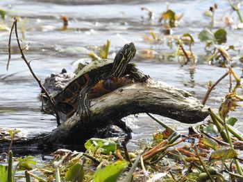 Turtle on wood in lake
