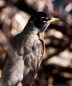 Close-up of bird perching on wall