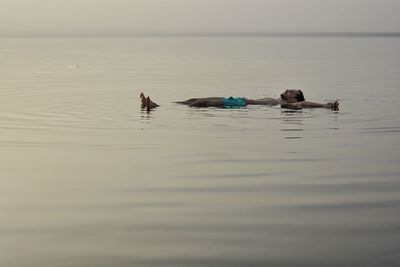 View of ducks swimming in sea
