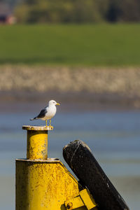 Seagull perching on a bird