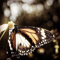 Close-up of butterfly on leaf