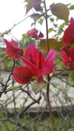 Close-up of pink flower blooming on tree