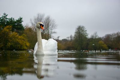 Swan swimming in lake