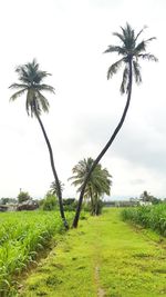 Palm trees on grassy field