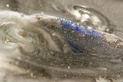 Close-up of jellyfish