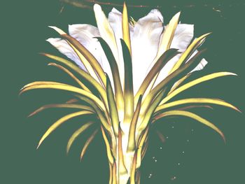 Close-up of flowers over white background