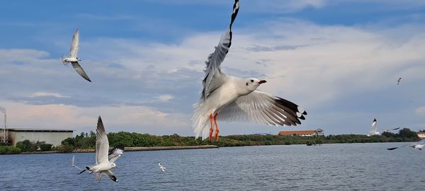 bird