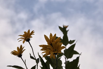 Low angle view of flower buds growing against sky