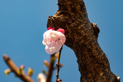 Low angle view of pink flowering tree against clear sky