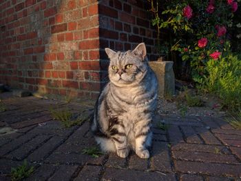 Cat sitting on brick wall