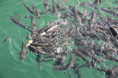 High angle view of turtle in sea