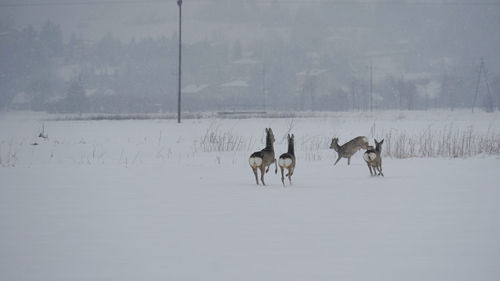Horses on snow covered field
