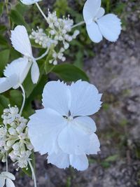 Close-up of white flowering plant