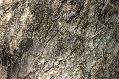 Full frame shot of dead tree