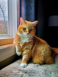 Cat sitting on floor at home