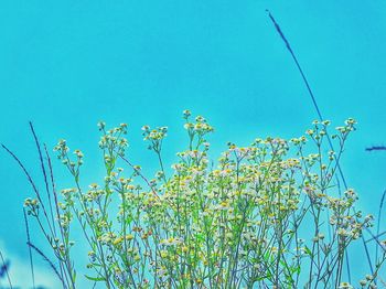 Low angle view of plants against clear blue sky