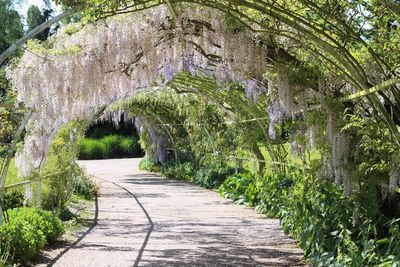 Narrow pathway along plants in park
