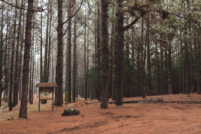 Trees on field in forest