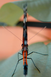 Close-up of insect