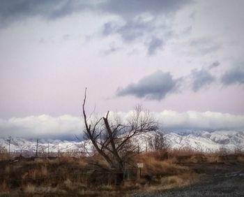 Bare trees on field against sky
