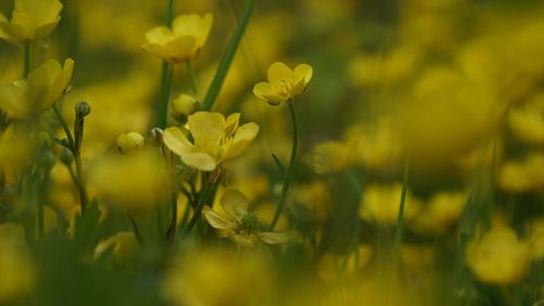 Close-up of yellow flowers blooming in spring