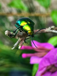 Close-up of insect on purple flower