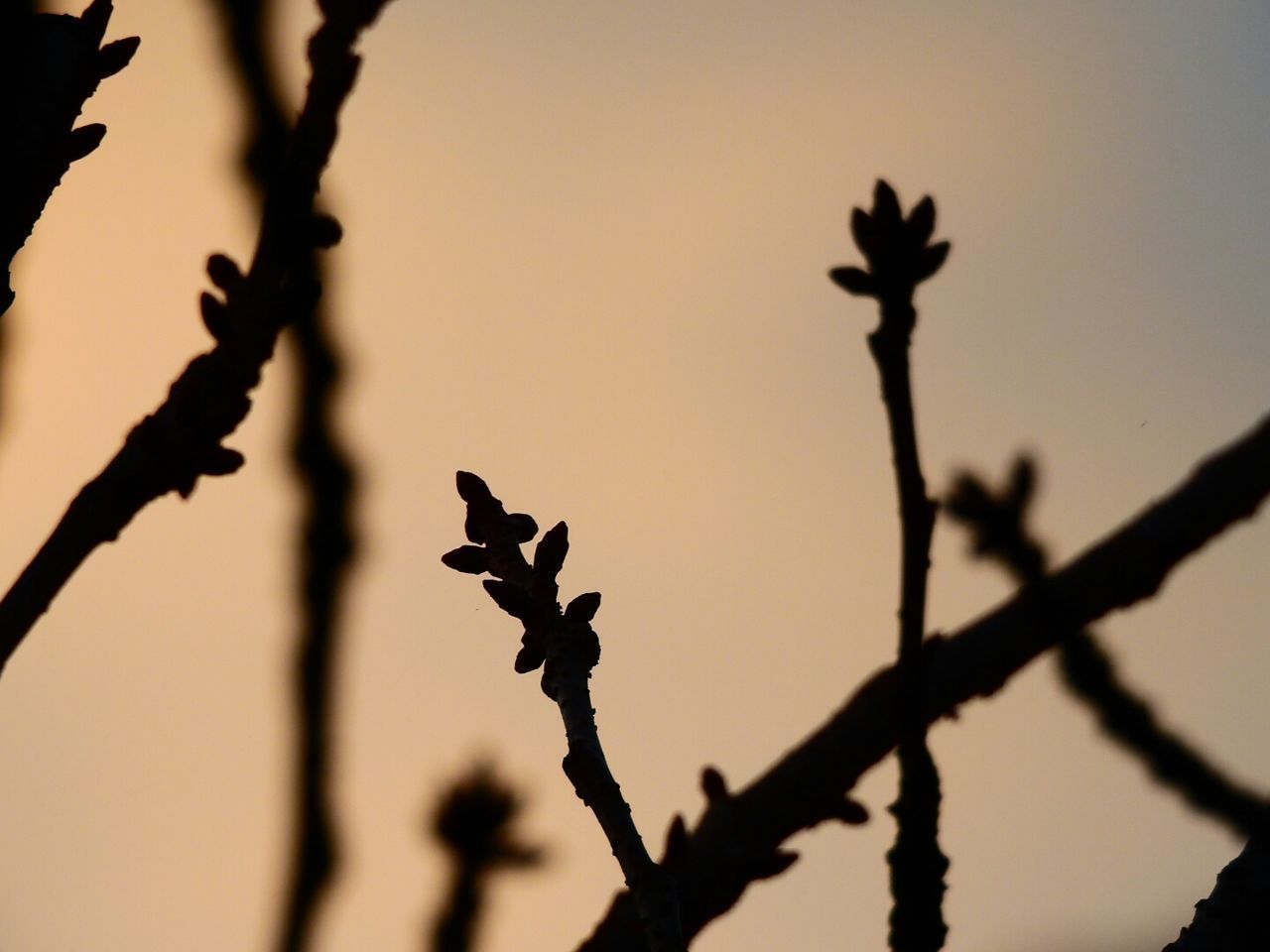 CLOSE-UP OF SILHOUETTE PLANT AGAINST SKY