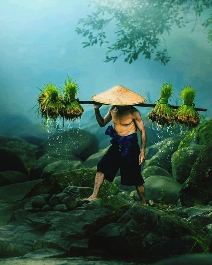 one person, plant, nature, water, jungle, hat, full length, adult, clothing, tree, women, growth, outdoors, day, green, beauty in nature, lifestyles, asian style conical hat, sea, occupation, leisure activity, person, land, environment