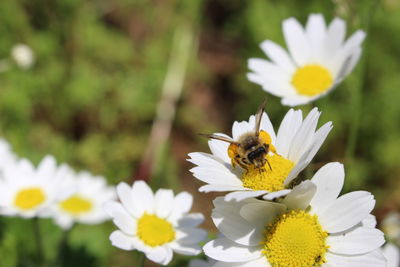 Bee on white flower